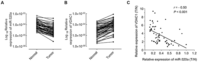 miR-320a negatively regulates VDAC1 mRNA expression in NSCLC samples.