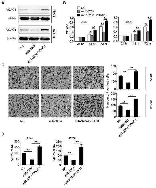 Up-regulation of miR-320a inhibits proliferation and invasion of NSCLC cells by targeting VDAC1.