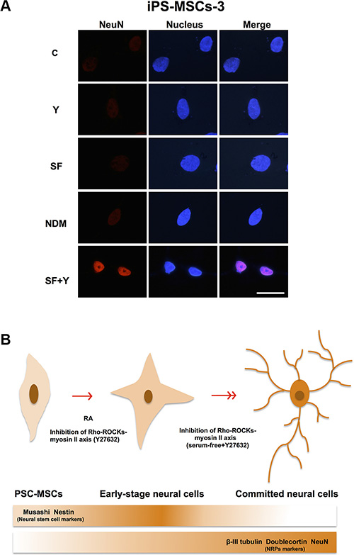 PSC-MSCs have differentiation capacity of neural lineage more than BM-MSCs.
