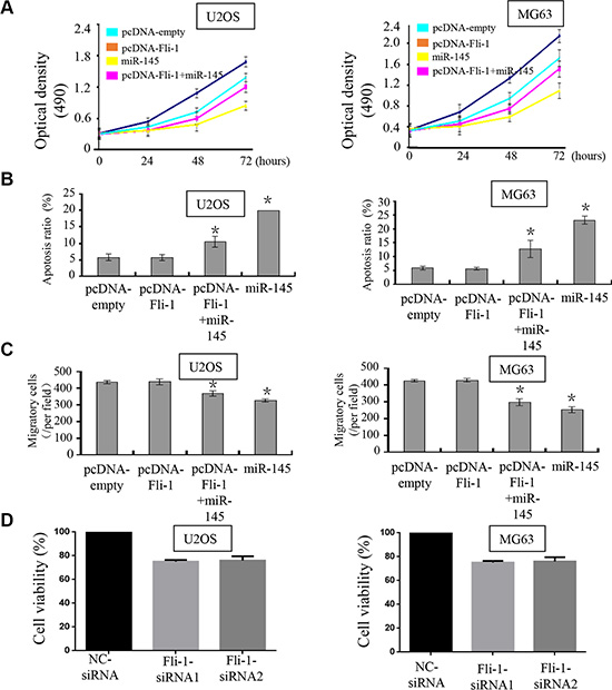 miR-145 suppresses tumor progression through targeting FLI-1.
