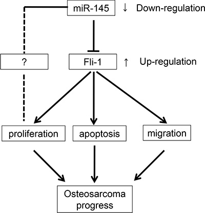 Summary of the signaling pathways regulated by miR-145 and directly influencing OS cell proliferation, apoptosis, and migration.