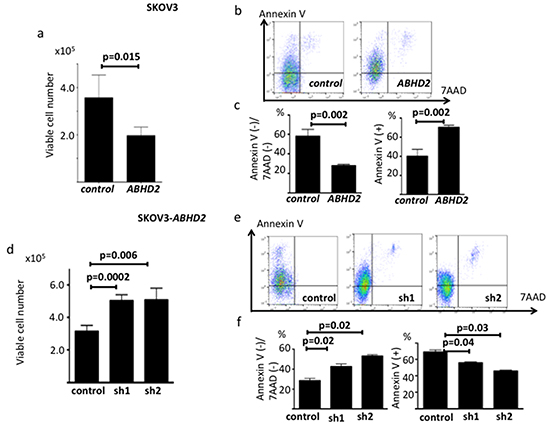 Functional validation of ABHD2 as a negative regulator of anoikis resistance in SKOV3 cells.