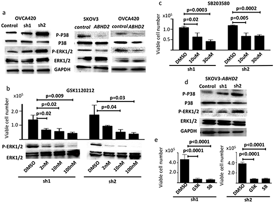 Regulation of ERK1/2 and p38MAPK pathways by ABHD2.