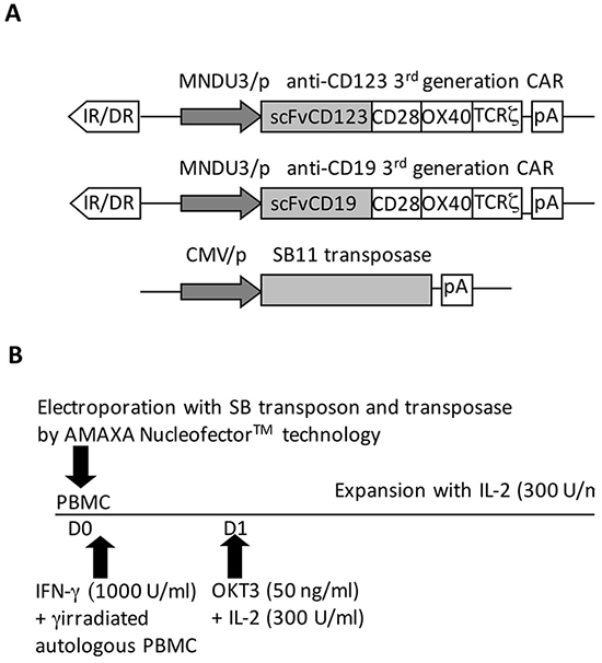 Modification and expansion of mononuclear precursors by the SB system.