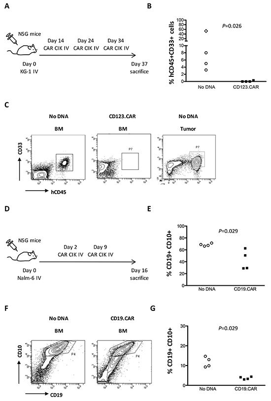 In vivo anti-tumor activity of CD123.CAR and CD19.CAR CIK cells.