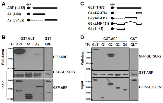 C-terminal region of ARF bound to the central region of GLTSCR2.