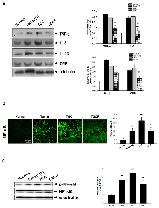 Effects of LMWF on pro-inflammatory cytokine expression and NF-&#x03BA;B activation.