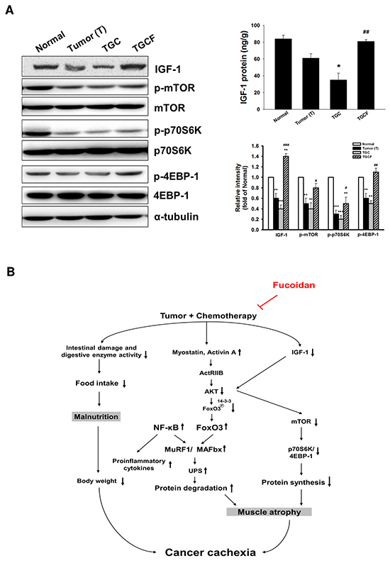 Effects of LMWF on IGF-1-regulated signalling and the proposed mechanisms accounting for the anti-cachectic activity.