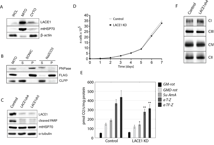 LACE1 is a mitochondrial integral membrane protein whose knockdown by shRNA leads to reduced PARP cleavage and diminished activity of respiratory chain complexes II-IV.