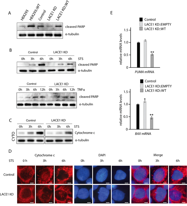 Loss of LACE1 leads to increased apoptotic resistance whereas its overexpression results in increased apoptotic sensitivity.