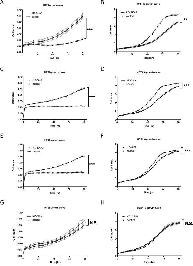 Knockdown of SKA3 reduces cell growth.