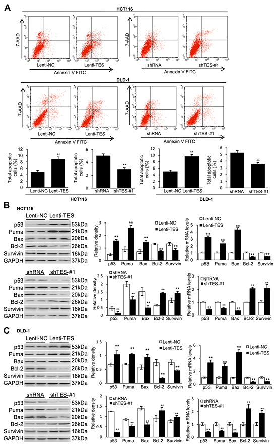 TES promotes apoptosis in CRC cells.