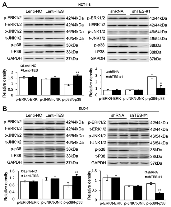 TES functions as a tumor suppressor by activating the p38-MAPK signaling pathway.