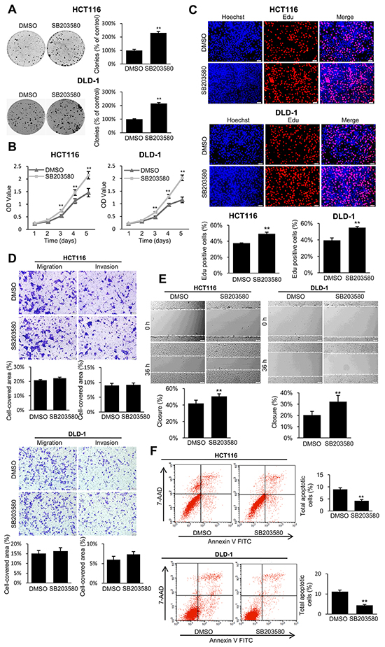 The p38 inhibitor reversed the tumor suppressive effect of TES in CRC cells.