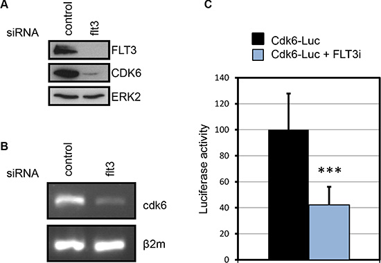 FLT3-ITD increases CDK6 expression.