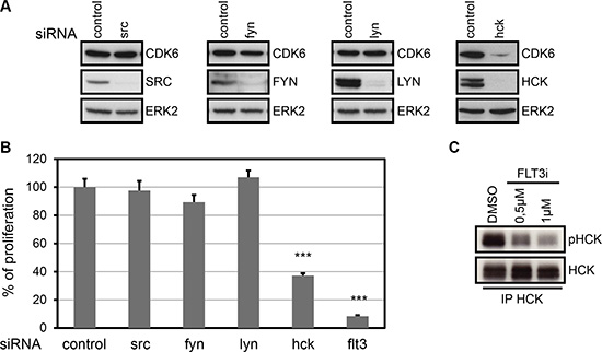 HCK controls CDK6 expression and is required for proliferation of MV4-11.