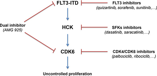 Schematic representation of the FLT3-HCK-CDK6 protein kinase network in FLT3-ITD positive AML.