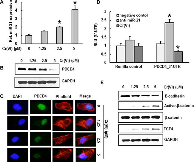 Cr(VI) increases miR-21 and targets PDCD4.