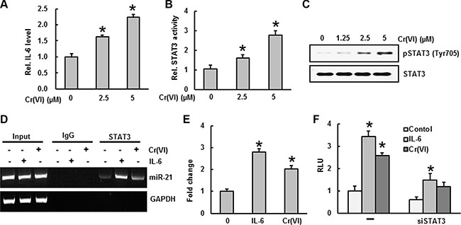 STAT3 binding to the miR-21 promoter upon IL-6 induction by Cr(VI).
