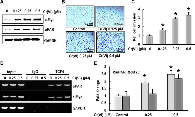 PDCD4 suppression by Cr(VI) increases the expression of uPAR and c-Myc.