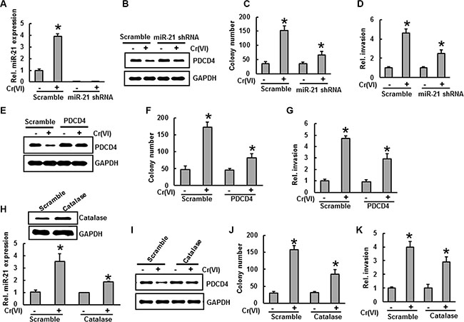 Stable knockdown of miR-21 and overexpression of PDCD4 or catalase inhibit Cr(VI)-induced malignant cell transformation and invasion.