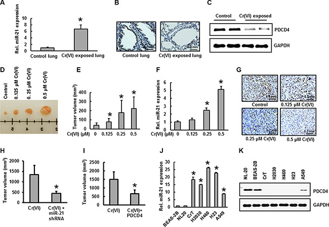 Increased miR-21 and suppressed PDCD4 expression in Cr(VI)-exposed animals and xenograft tumors.