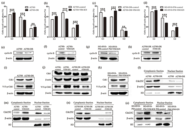 Vimentin silencing promoted a prolonged G2 arrest.