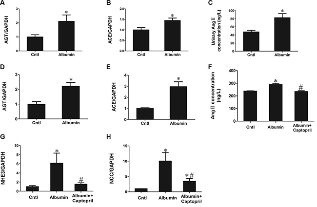 Role of renal RAAS in the albuminuria-induced upregulation of NHE3 and NCC.