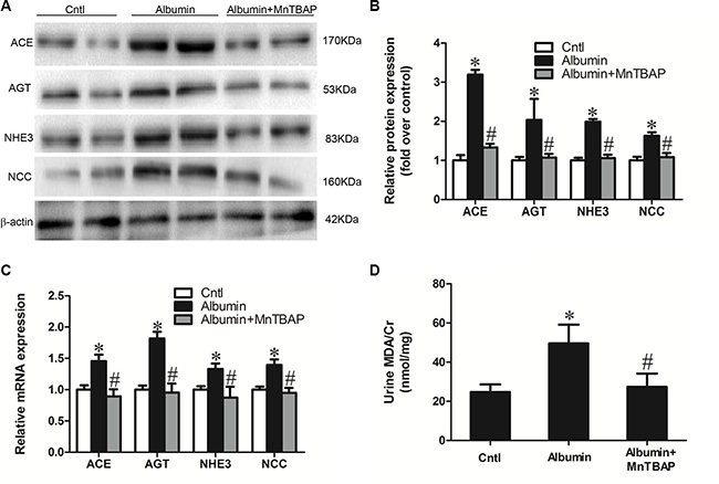 MnTBAP treatment reversed the albuminuria-induced alteration of sodium transporters and their involved signaling pathway.
