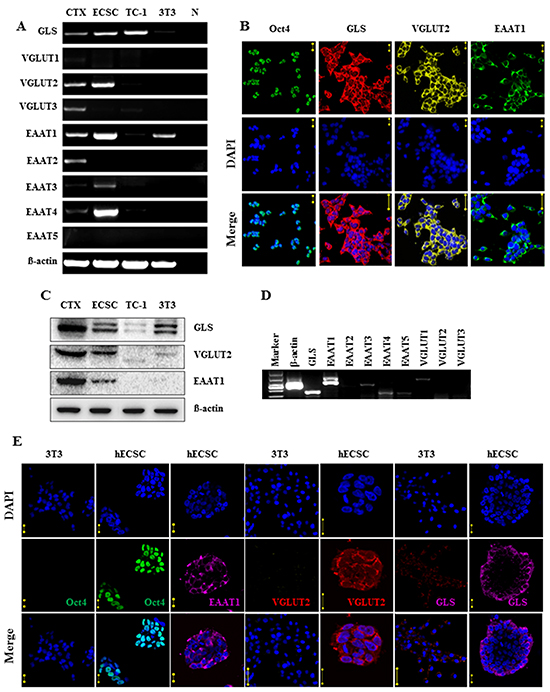 Expression of glutamatergic transmission output and reuptake components in embryonal carcinoma stem cells.