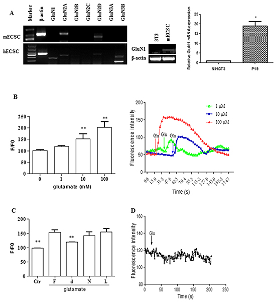 Functional NMDA receptors in embryonal carcinoma stem cells.