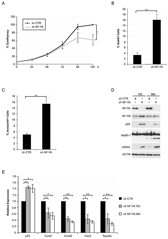 NF-YA inactivation in Hela cells triggers activation of apoptotic cell death and p53.