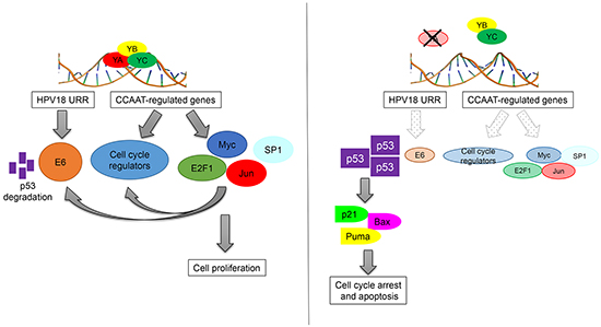 Figure 7: