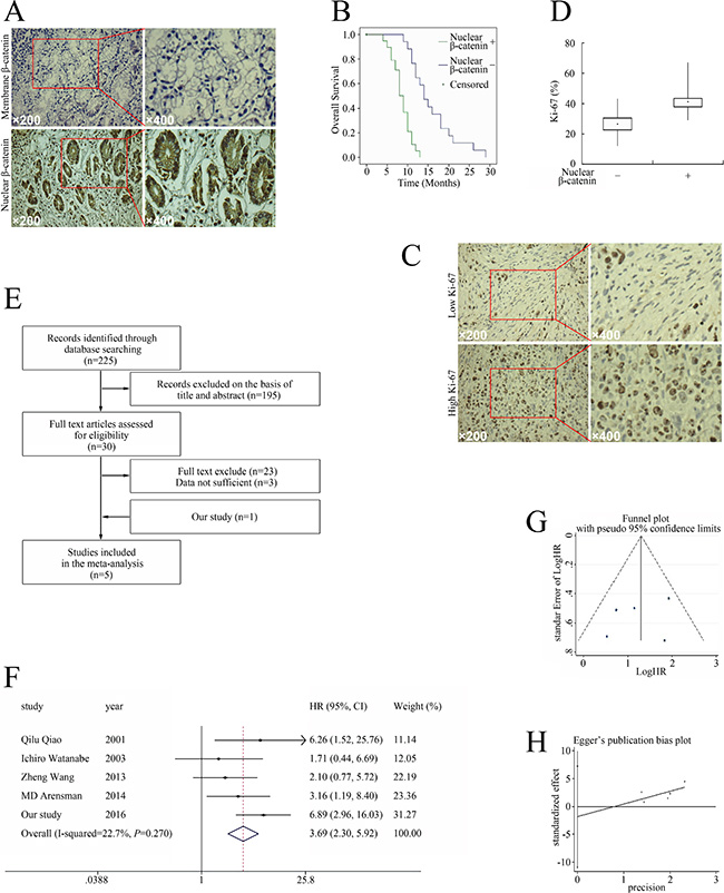 Relationship between aberrant &beta;-catenin pathway activation and pancreatic cancer prognosis.