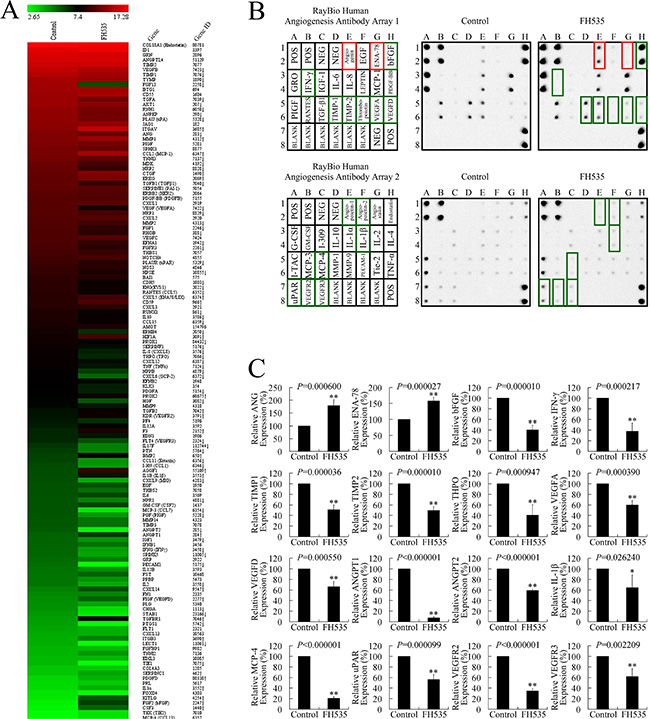 FH535 repressed angiogenesis-related genes in pancreatic cancer cells.
