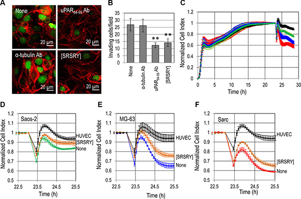 Inhibitory effect of [SRSRY] on trans-endothelial migration of osteosarcoma and chondrosarcoma cells.