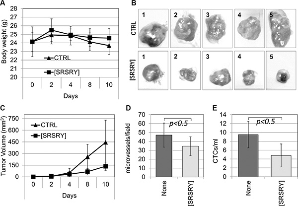 Inhibitory effect of [SRSRY] on the growth, vascularization and invasion of Sarc cells injected in nude mice.