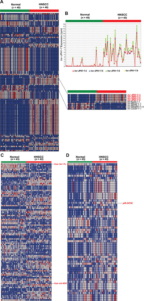 Heatmaps of significantly differentially expressed non-coding RNAs in HNSCC.