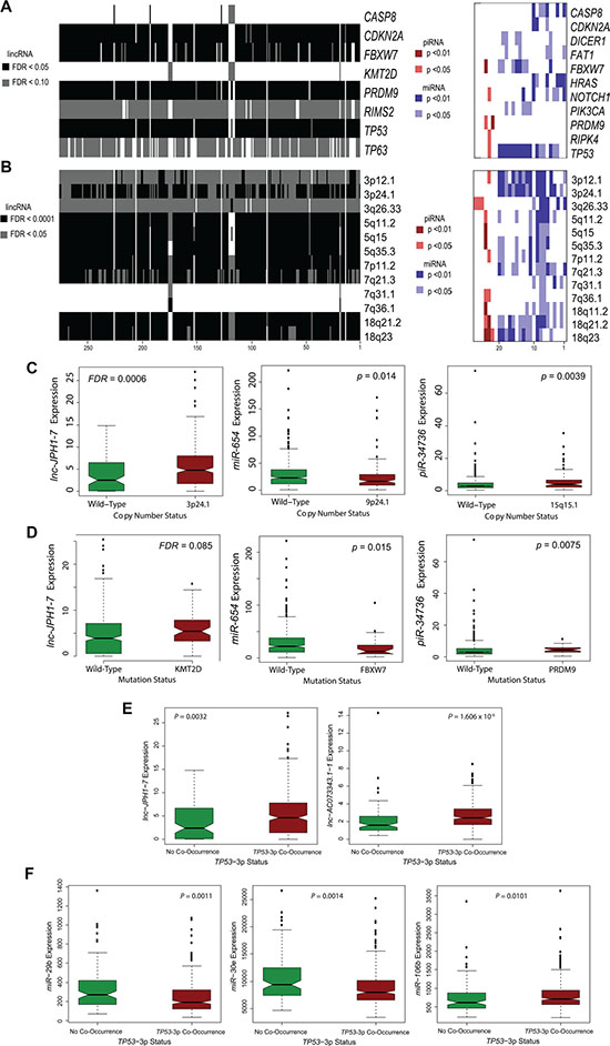 Association of prognostic ncRNAs with somatic mutations and copy number variations in HNSCCs.