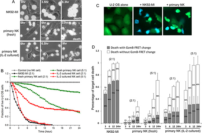 Cytotoxic dynamics of primary NK cells are distinct from NK cell line, NK92-MI.