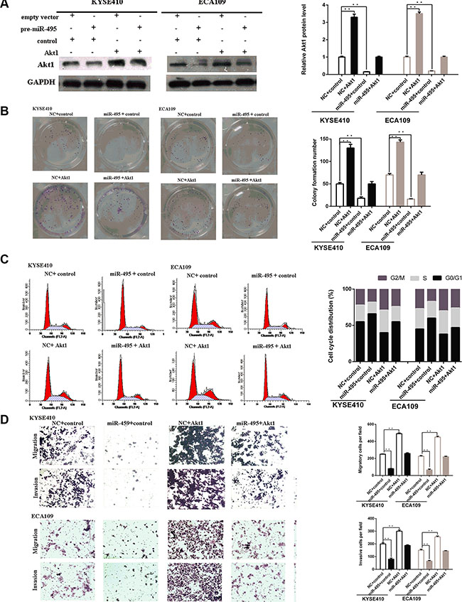 Akt1 are involved in the role of miR-495 in regulation of ESCC cell activity.