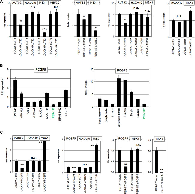 AUTS2 and PCGF5 regulate MSX1 expression.