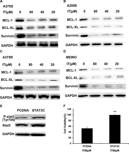 IT inhibited STAT3 target genes expression, while overexpression of STAT3 partially reversed IT-induced growth inhibition.