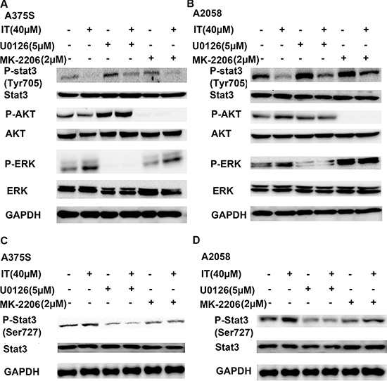 Blockade of AKT and ERK activation partially reversed IT-induced STAT3 inhibition.