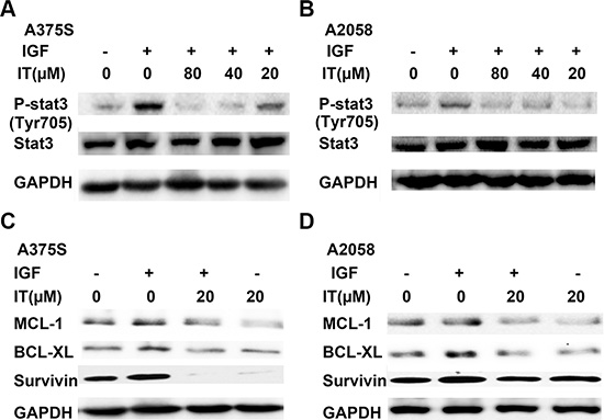 IT inhibited IGF-1- induced STAT3 activation and STAT3 target genes expression.