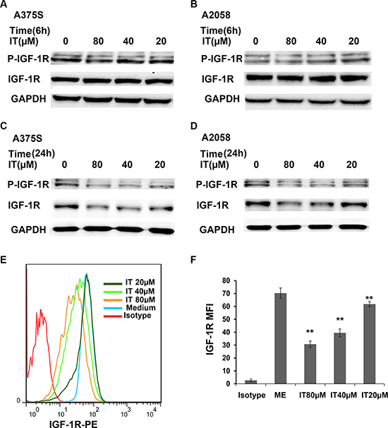 IT reduced the expression levels of phospho-IGF-1R and total IGF-1R in melanoma cells.