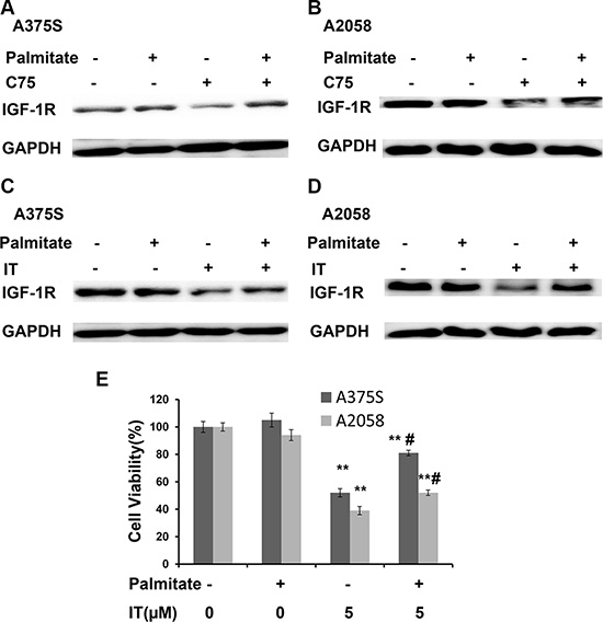 Palmitate partially rescued IT-induced IGF-1R down-regulation.