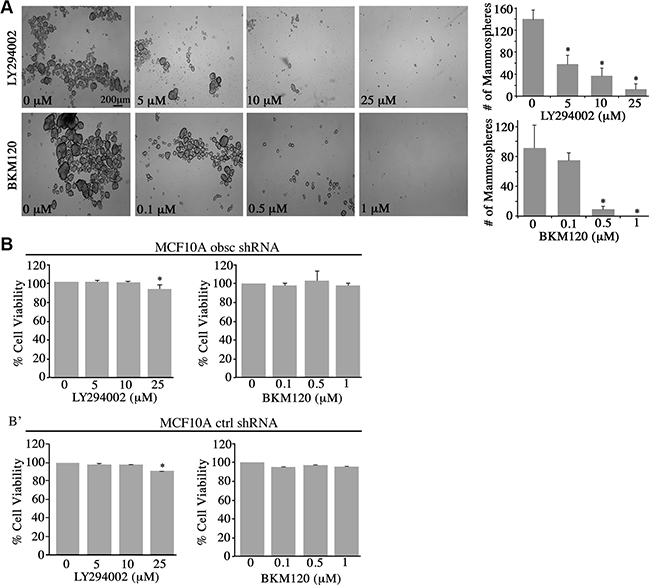 Inhibition of the PI3K pathway in obscurin-knockdown MCF10A cells decreases mammosphere formation.