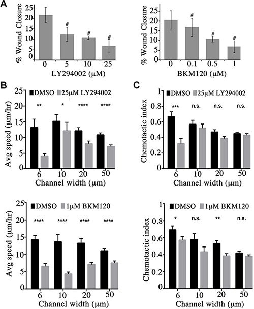 Obscurin-knockdown MCF10A cells exhibit reduced migration upon inhibition of the PI3K signaling cascade.