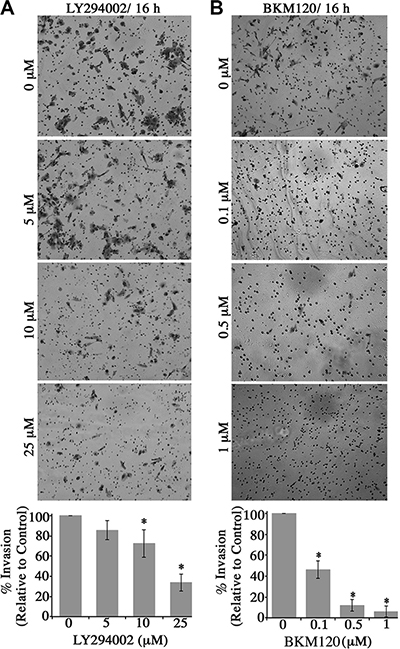 Blockade of the PI3K signaling in obscurin-knockdown MCF10A cells decreases their invasive capabilities through matrigel-coated chambers.